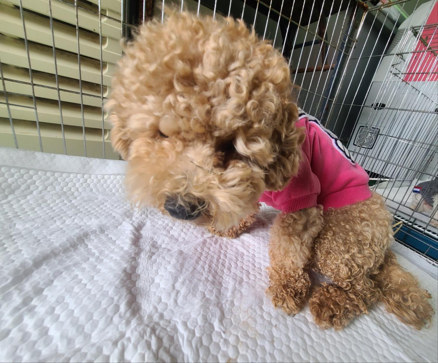 푸들 이미지 파일 입니다.